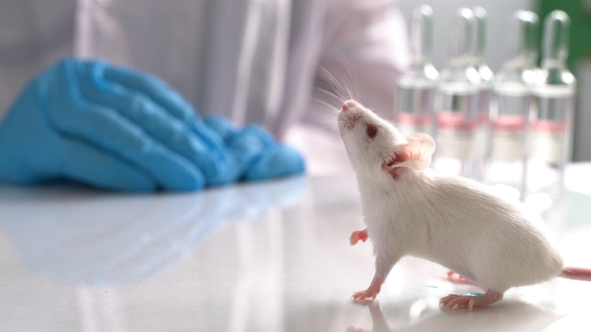 Photo shows a white lab rat in the foreground, sat on a table in a lab with test tubes and the blue gloved hands of a scientist in the background.