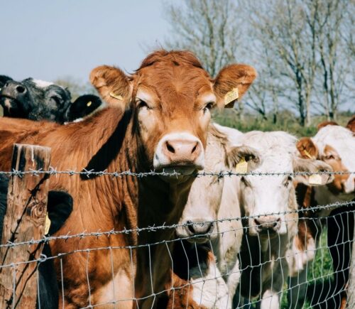 Cows trapped on a farm in England, where livestock farmers have provoked a college to block a student Veganuary initiative