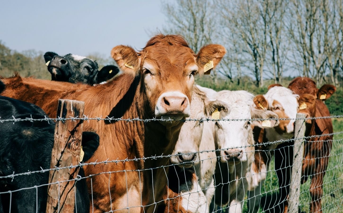 Cows trapped on a farm in England, where livestock farmers have provoked a college to block a student Veganuary initiative