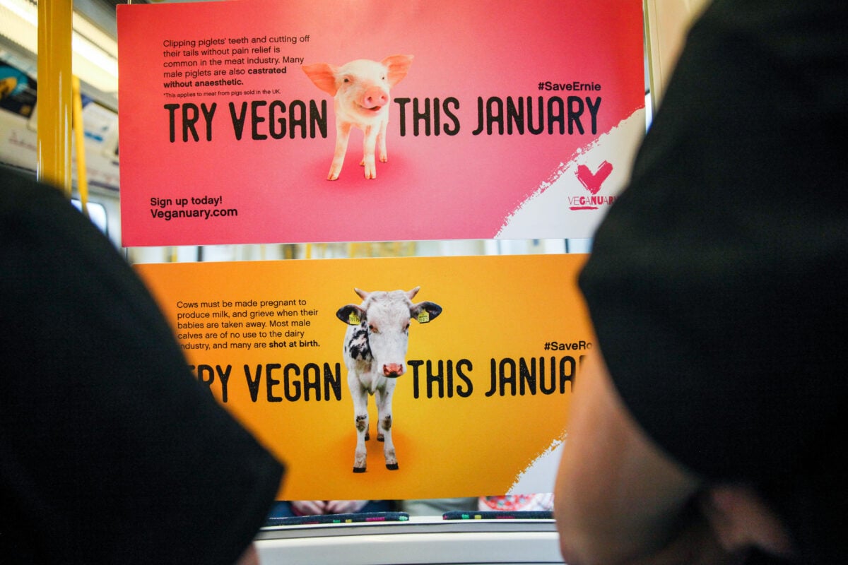 Two Veganuary posters, one depicting a pig and one a cow