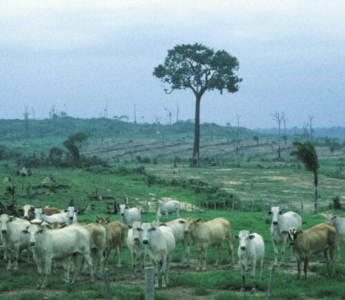 Cattle ranching in the Amazon rainforest, which is the leading cause of deforestation