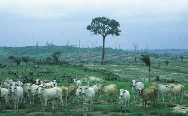 Cattle ranching in the Amazon rainforest, which is the leading cause of deforestation