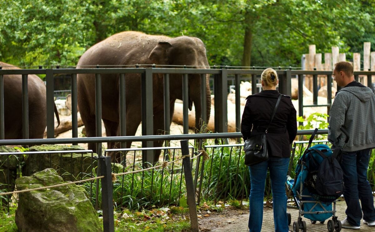 An elephant held captive at Artis Zoo in Amsterdam