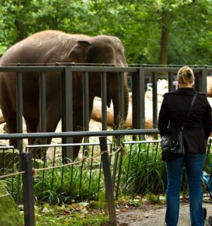 An elephant held captive at Artis Zoo in Amsterdam