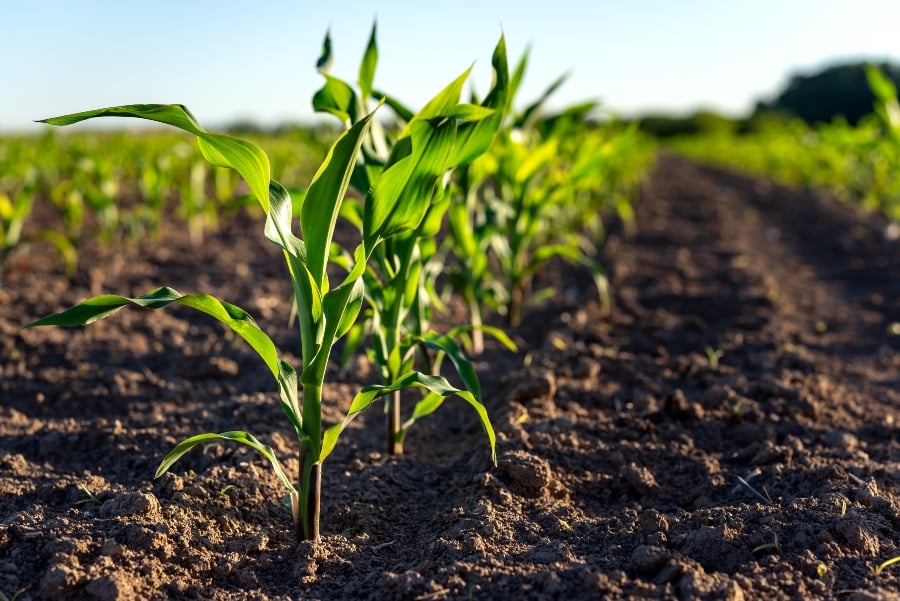 Corn crops growing in a field