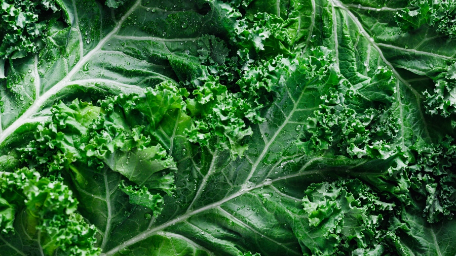 Curly kale, a high-protein vegetable