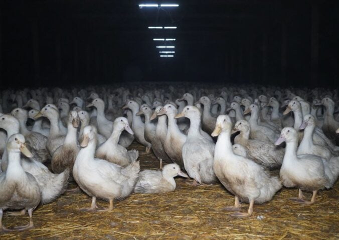 Ducks on an intensive duck factory farm in the UK