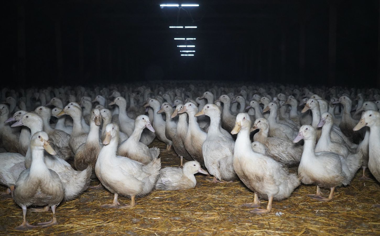 Ducks on an intensive duck factory farm in the UK