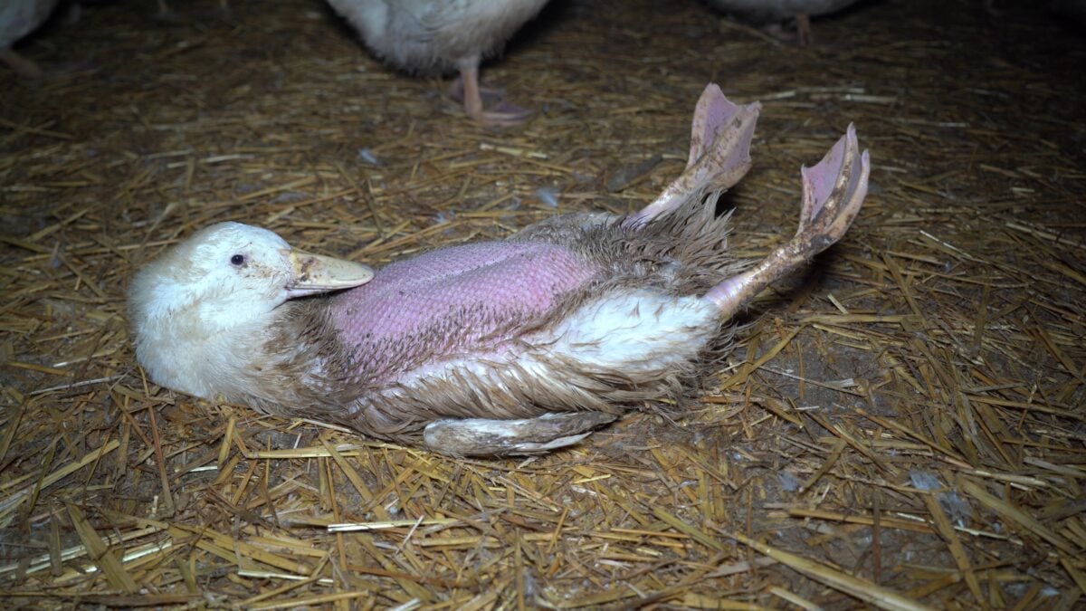 Injured duck with no feathers on their breast on a UK duck factory farm