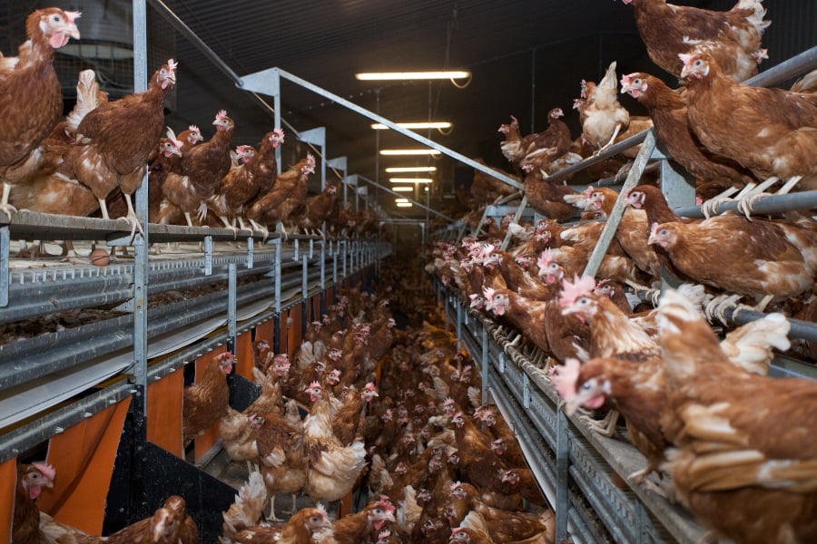Egg-laying hens in an intensive factory farm facility