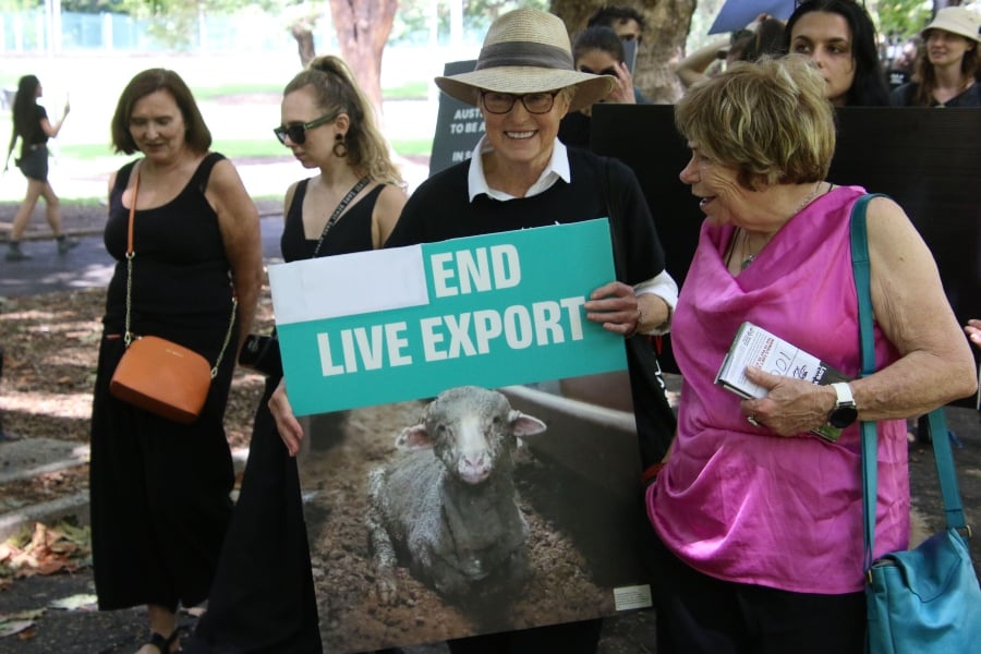 A protestor holds a sign against live export at a protest in Sydney, Australia