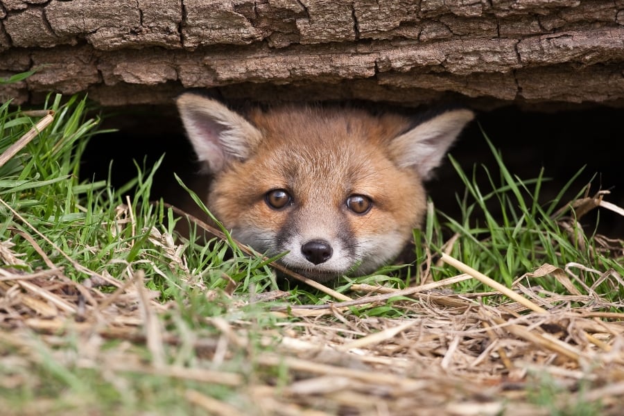 A fox hides from a hunting party in the UK