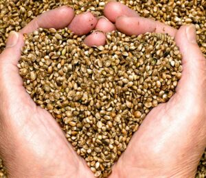 Close up of a person's hands holding a pile of hemp seeds in the shape of a heart