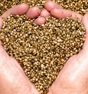 Close up of a person's hands holding a pile of hemp seeds in the shape of a heart