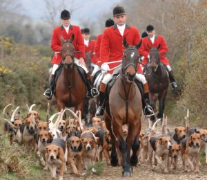A fox hunt with hounds, which Labour has promised to ban