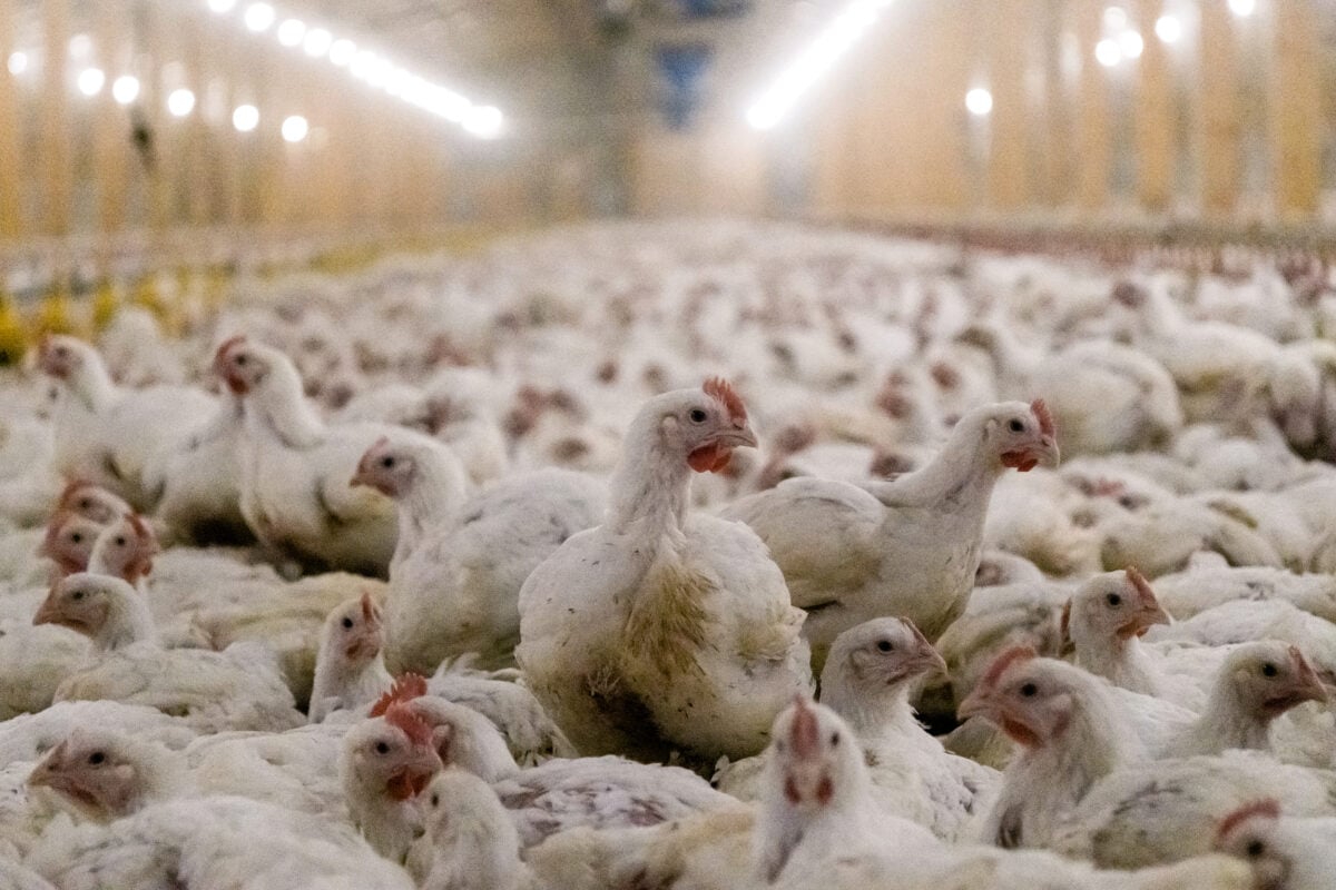 Chickens in a UK mega-farm