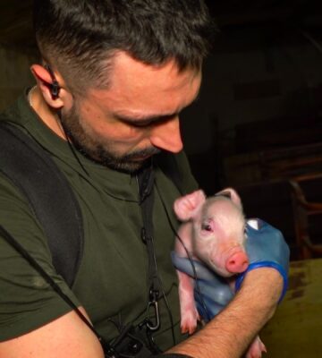 Joey Carbstrong holding a piglet in a UK factory farm, a still from his new film Pignorant