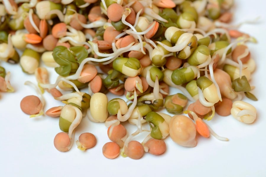 Lentil, chickpea, and mung bean sprouts