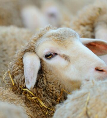 Live export of sheep, which is still legal in Australia