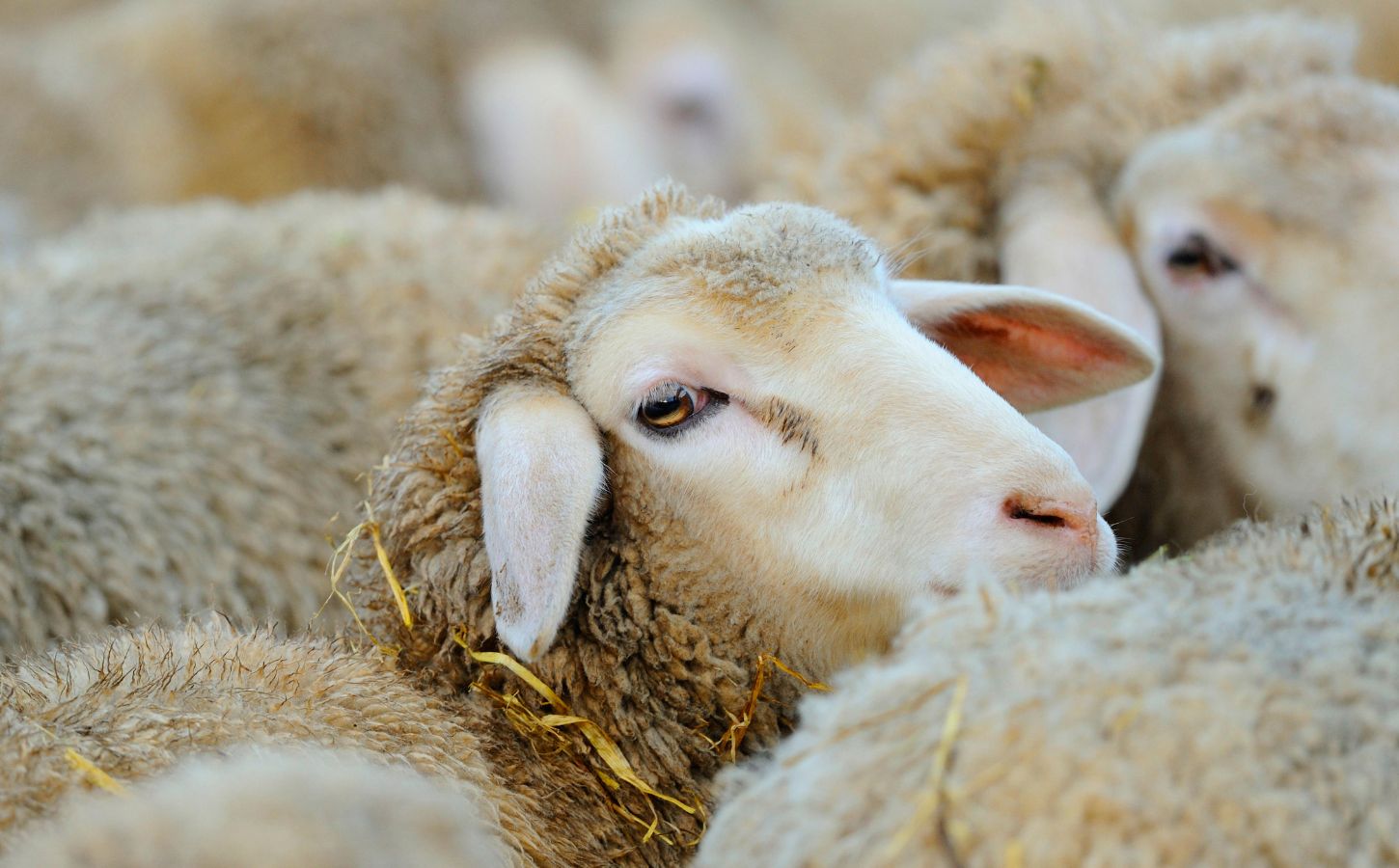 Live export of sheep, which is still legal in Australia