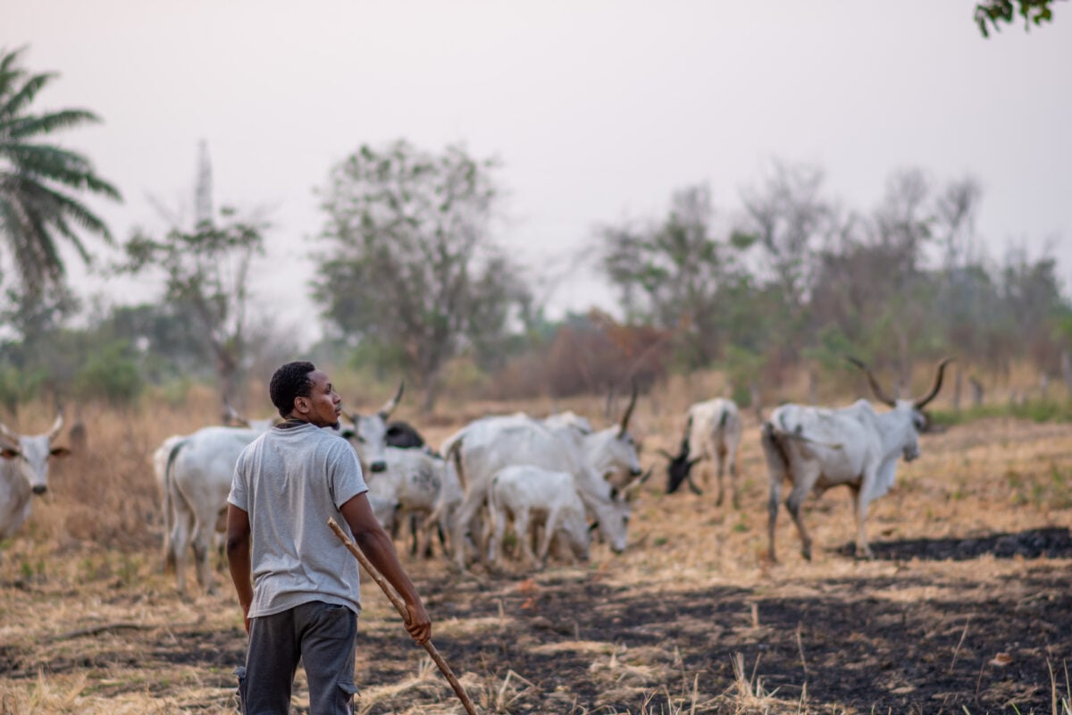 Cow herder in Nigeria