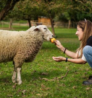 An animal activist feeding a sheep a piece of fruit