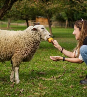 An animal activist feeding a sheep a piece of fruit