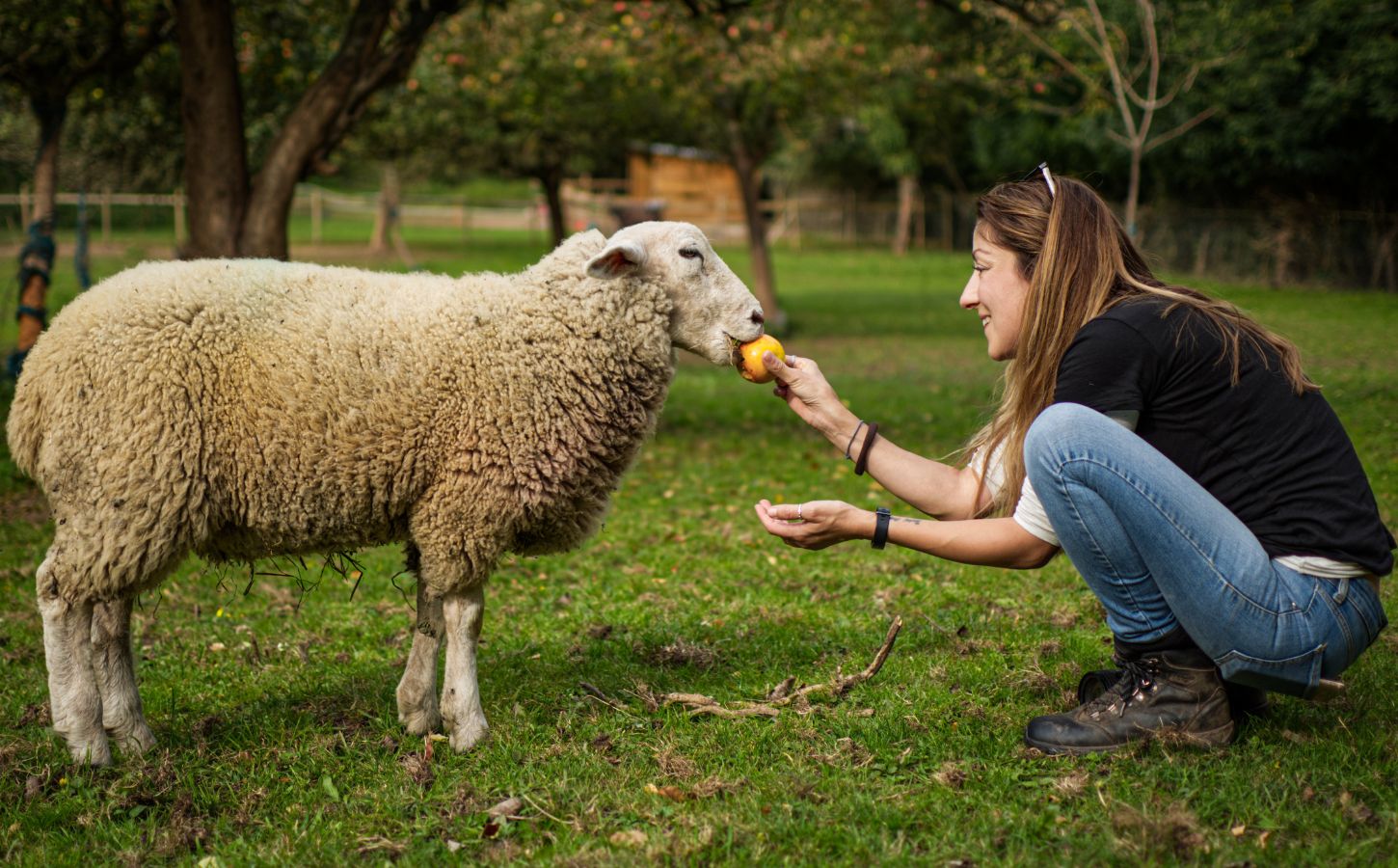 An animal activist feeding a sheep a piece of fruit