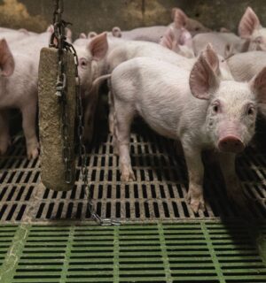 A group of piglets at a factory farm
