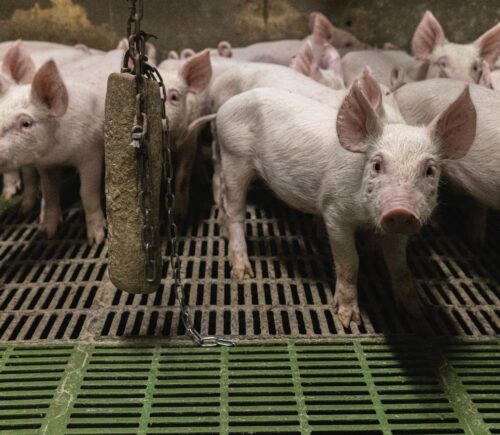 A group of piglets at a factory farm