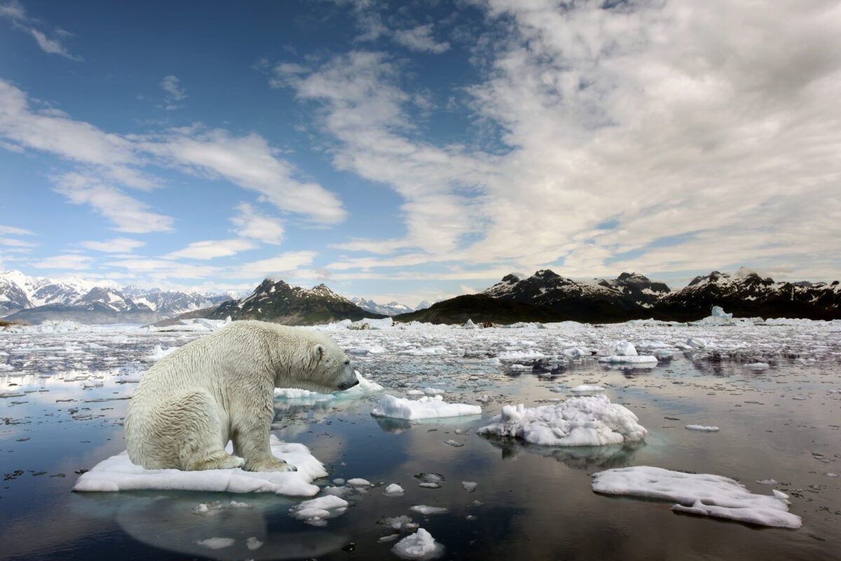 A polar bear sat on an a small chunk of ice