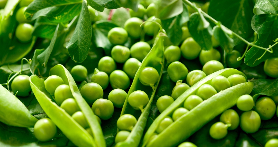 Peas, a high-protein legume