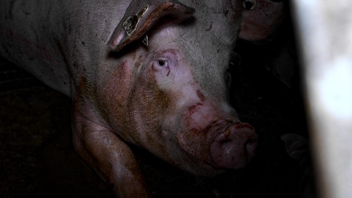 A farmed pig in the UK - still from Joey Carbstrong's new vegan film 'Pignorant'