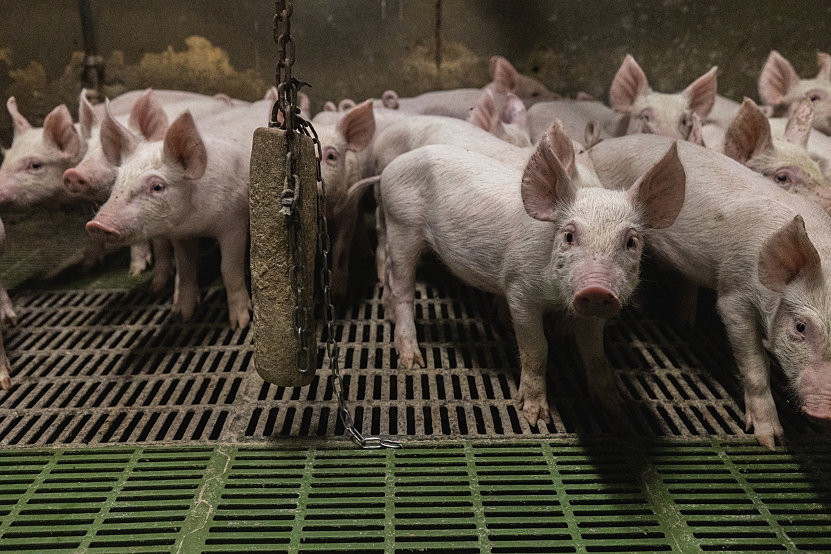 Pigs in a factory farm, the victims of pork products