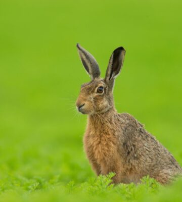 A brown hare in the UK