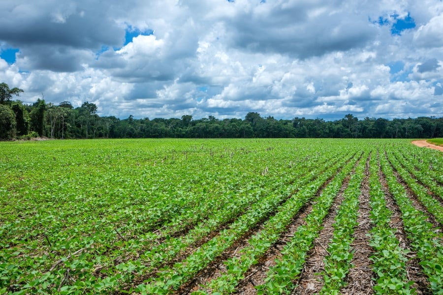 Soy farm in the Amazon rainforest, to feed chickens