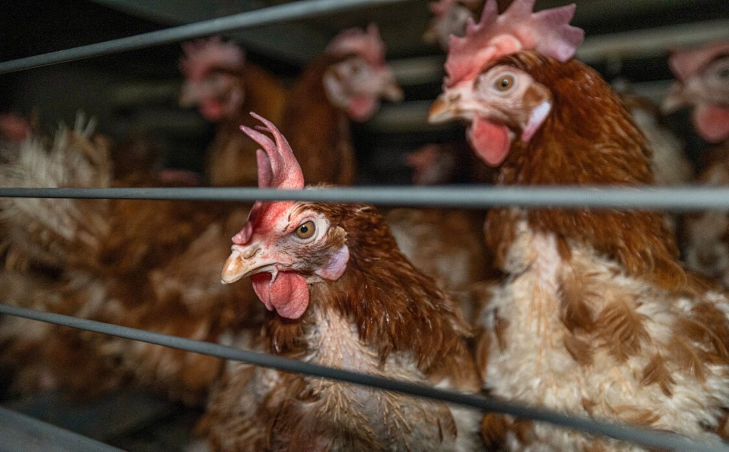 Hens at an intensive chicken farm, similar to the one that has caught fire in Texas