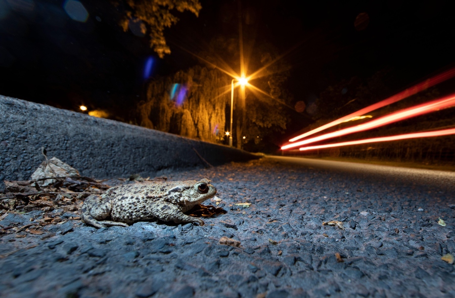 A toad crossing a road in the UK