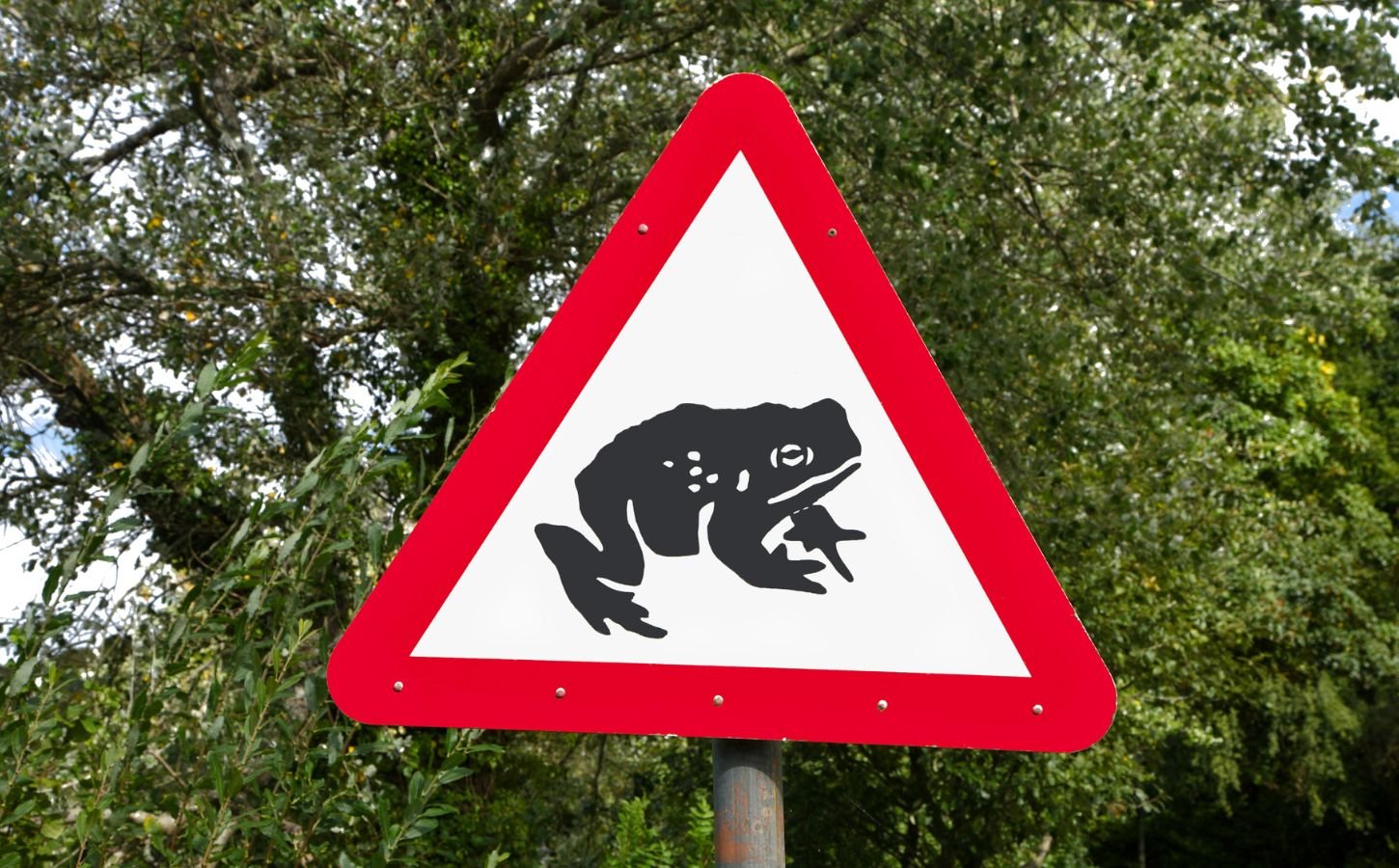 A road sign warning drivers that toads may be crossing