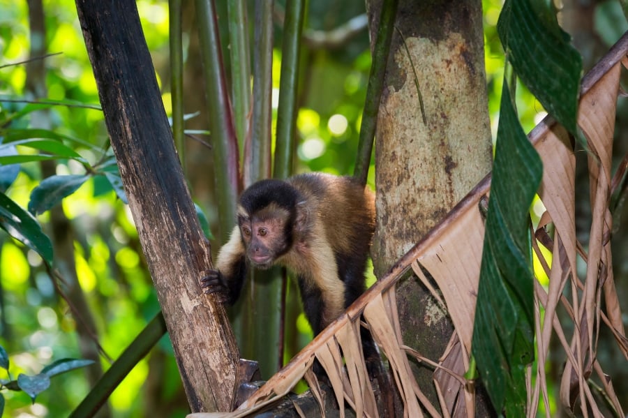 Tufted capuchin in the Brazilian Amazon, which is being deforested for animal agriculture