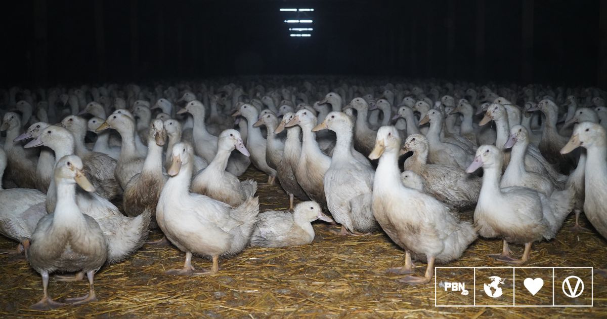 Duck Factory Farming Exposed In New Investigation