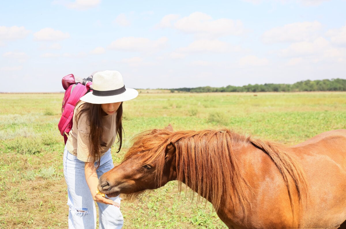 Photo shows someone feeding a horse - without saddle or any other equipment - in a wild setting.