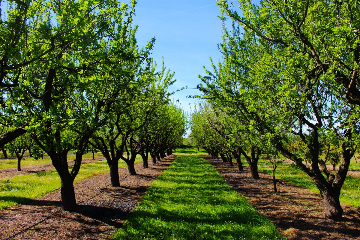 An almond orchard