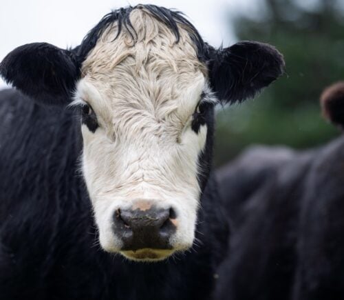 A black and white cow staring directly into the camera