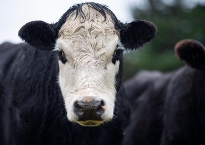 A black and white cow staring directly into the camera