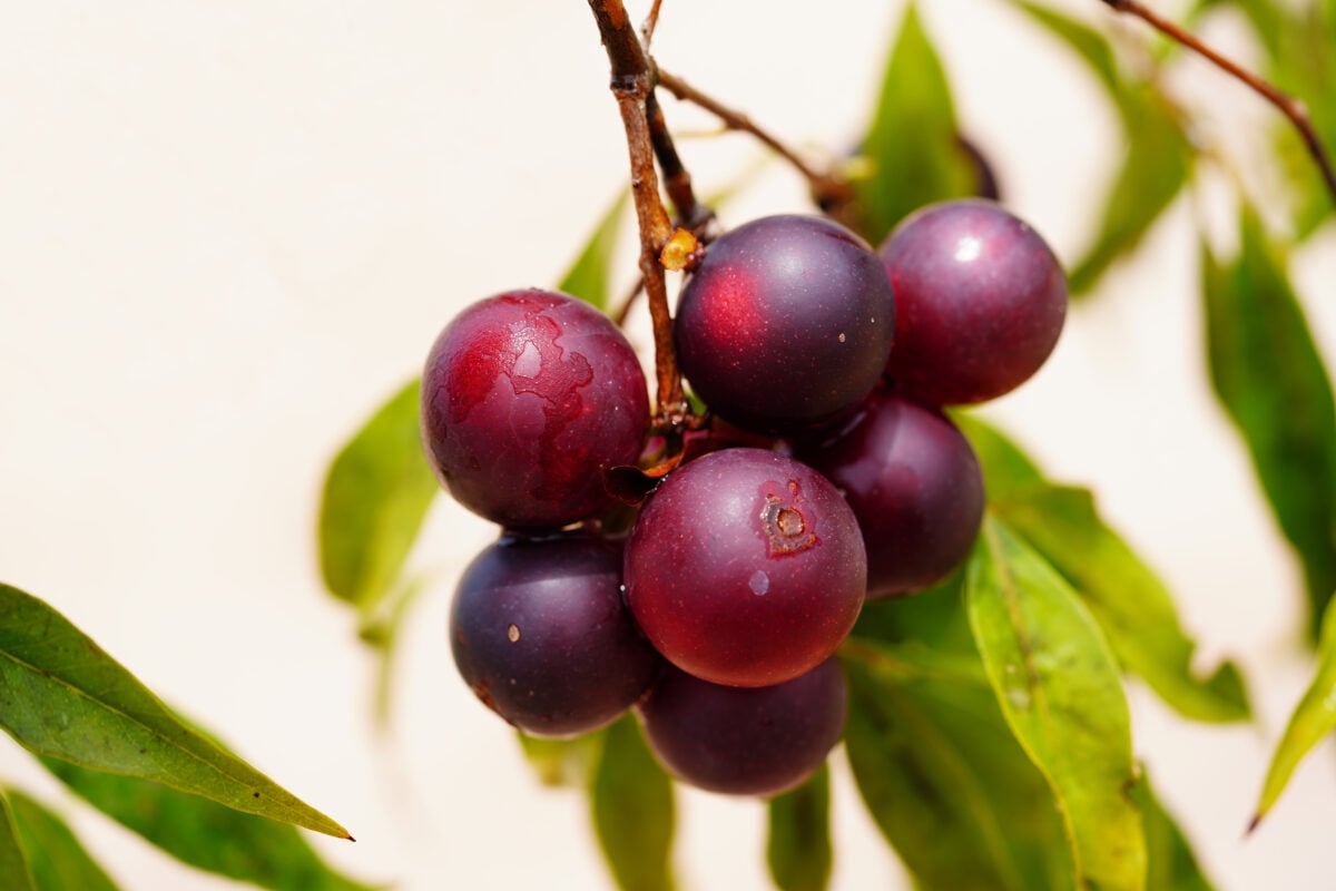 Camu camu berries on a tree
