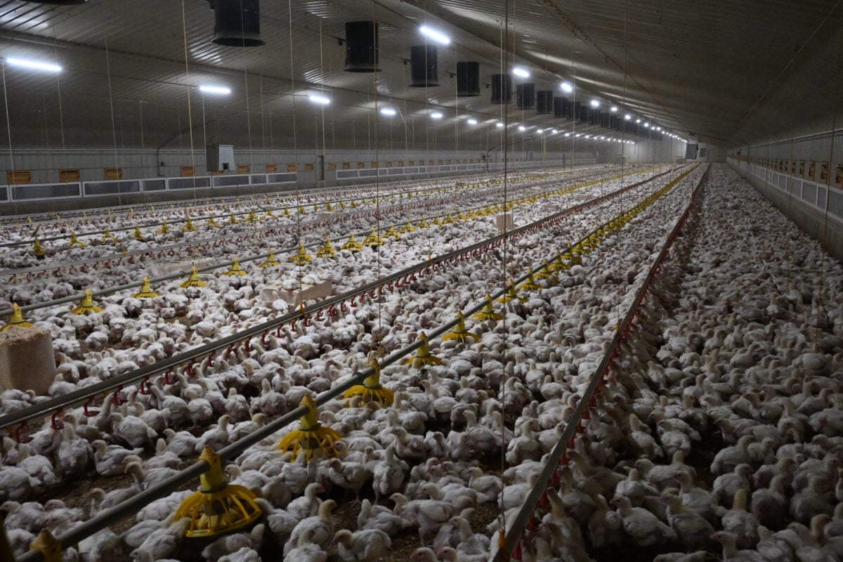 Chickens crammed in a huge factory farm in the UK