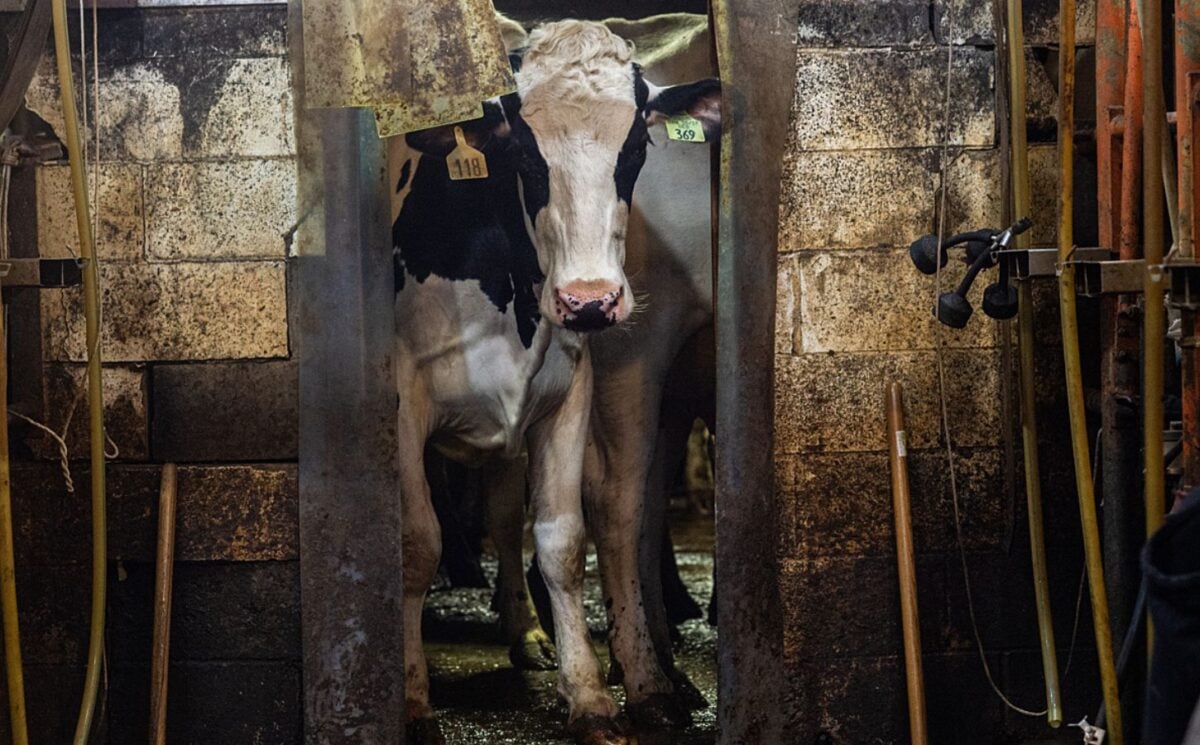 A dairy cow looks into a milking parlour