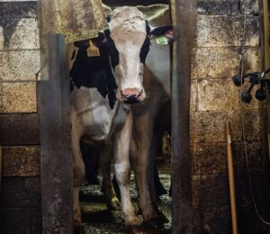 A dairy cow looks into a milking parlour