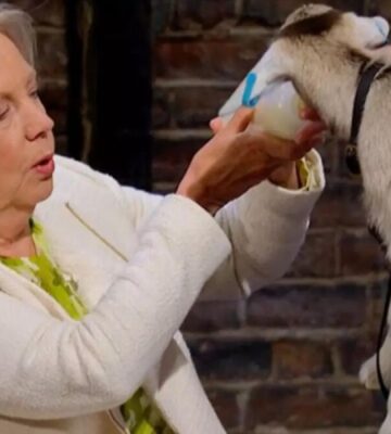 Deborah Meaden feeds a goat on Dragons Den